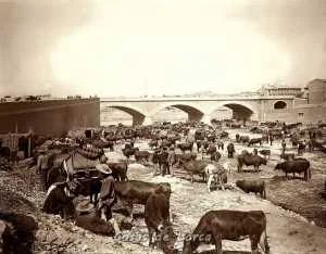 GANADO EN EL RIO 1901