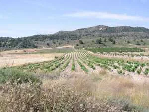 CAMPO DE AVILES