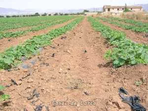 PLANTACION MELONES