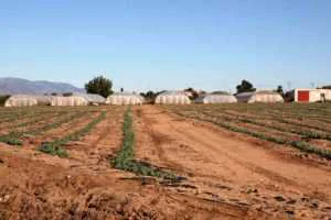 PEDANIA DE PURIAS LORCA - INVERNADEROS