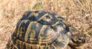 La reserva de tortugas moras recibe visita de más de 600 personas esta primavera