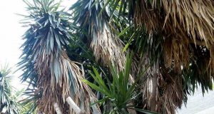 Contratan a 38 desempleados para mejorar las zonas verdes