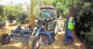 Las alamedas viejas se someten a una profunda renovación