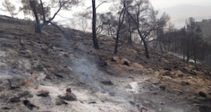 Extinguido el incendio forestal declarado hace diez días en la Sierra del Almirez