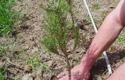 El Club Senderista La Carrasca y el Ayuntamiento de Lorca organizan para este domingo la plantación de 300 árboles y arbustos en el entorno del castillo