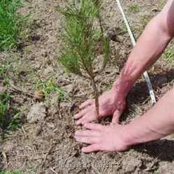 El Club Senderista La Carrasca y el Ayuntamiento de Lorca organizan para este domingo la plantación de 300 árboles y arbustos en el entorno del castillo