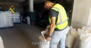 Seis personas detenidas por robar almendra en fincas del termino municipal de Lorca.