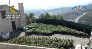 LA GUARDIA CIVIL DESMANTELA CUATRO PLANTACIONES DE MARIHUANA EN LORCA CON MÁS DE 2.000 PLANTAS DE CANNABIS