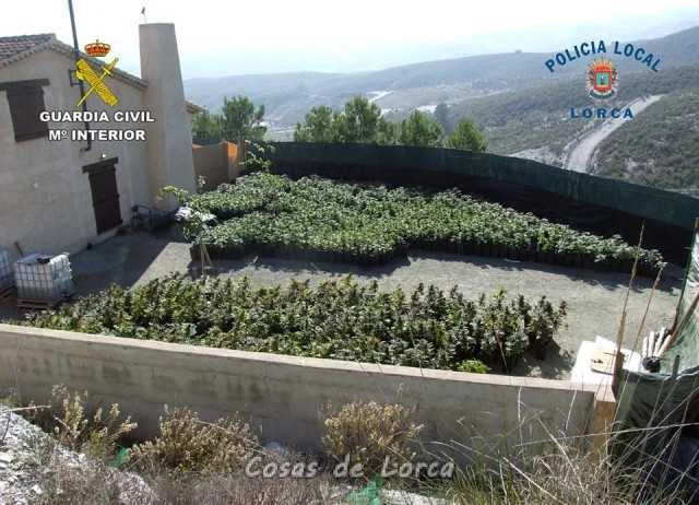 DESMANTELAN CUATRO PLANTACIONES DE MARIHUANA EN LORCA CON MÁS DE 2.000 PLANTAS DE CANNABIS