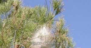 Solicitan un plan especial contra la plaga del barrenillo en los pinares que está causando la muerte de muchos ejemplares.