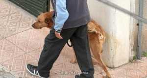 HAY QUE “ADIESTRAR” A LOS DUEÑOS – de Antonio de Cayetano