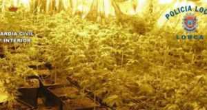Desmantelado un invernadero de marihuana en la pedanía de Morata deteniendo a su propietario