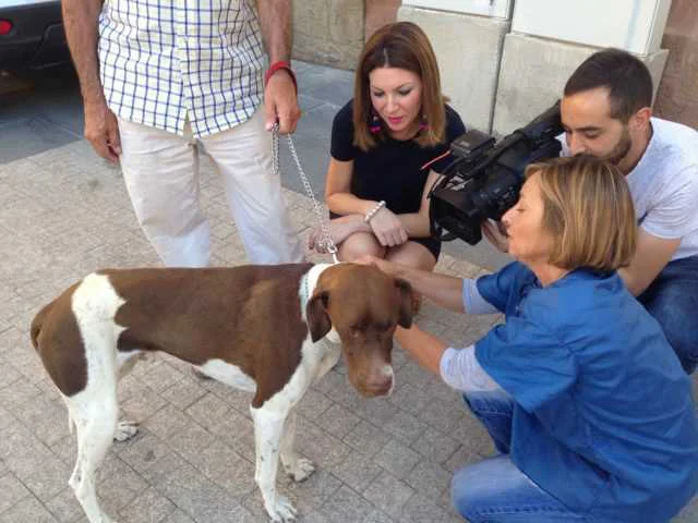 La Concejalía de Sanidad y el Colegio de Veterinarios inician el viernes la Campaña Oficial de Vacunación contra la rabia en las pedanías del término municipal