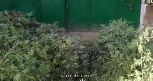 Detenidas en Lorca 2 personas como autoras de un presunto delito de tráfico de drogas e interviene 250 plantas de marihuana