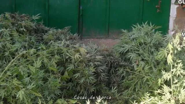 LORCA 2 PERSONAS DETENIDAS POR CULTIVAR MARIHUANA
