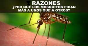 Los mosquitos eligen a sus ‘víctimas’ por el olor y el rastro de alcohol