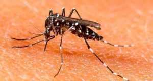 Remedios caseros contra las picaduras de insectos en Verano