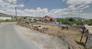 Denuncian maltrato a caballos en una granja de Lorca