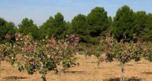 Agricultura realiza un ensayo sobre la adaptación del cultivo del pistacho en fincas de secano del municipio de Lorca