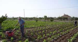 Unos 3.500 productores de la Región se beneficiarán de las ayudas de agricultura ecológica y agroambiente y de clima