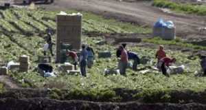 2016 es el peor año para los agricultores lorquinos en 25 años