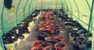 Detenidas 3 personas en Lorca que mantenían dos plantaciones de mariahuana