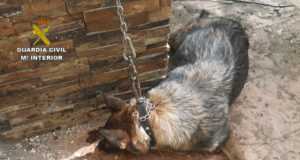 Un vecino de Lorca es investigado por un delito de abandono animal