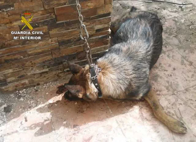 Investigan a un vecino de Lorca por un delito de abandono animal