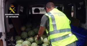 Detenidas ocho personas por el hurto de sandias en fincas de Lorca