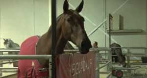 Comienzan hoy las pruebas del concurso de caballos de pura raza española