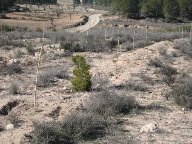 PLANTAN ARBOLES EN FINCA ALHAGUECES