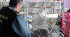 Decomisados trece jilgueros en una tienda de Lorca.