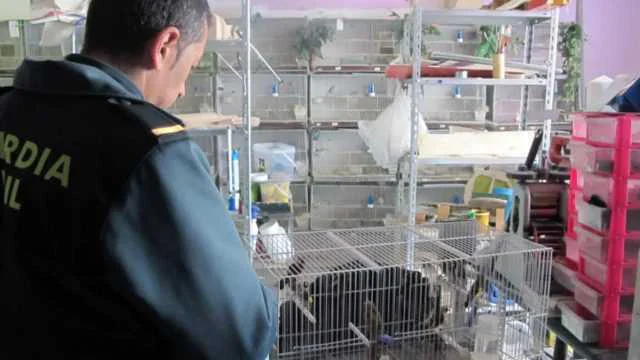 La Guardia Civil decomisa trece jilgueros en un comercio de Lorca