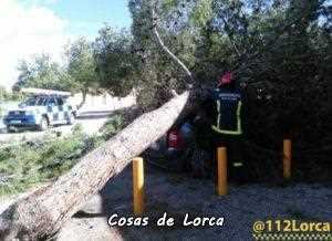 Los bomberos de Lorca vuelven a dejarse la piel trabajando contra los efectos del fuerte viento. 13