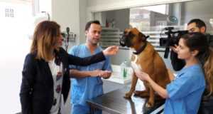 La Concejalía de Sanidad constata un incremento del número de perros identificados con el correspondiente microchip que se eleva hasta los 12.325.