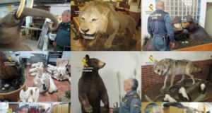 La Guardia civil incauta en Lorca 200 animales disecados algunos en peligro de extinción.