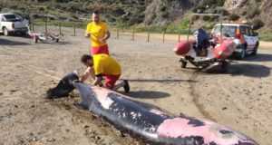 Aparece un cetáceo muerto en la cala del Garrobillo de Lorca.