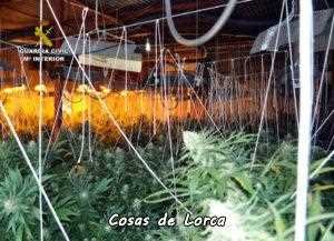 La Guardia Civil desmantela un invernadero de marihuana en Totana. 9