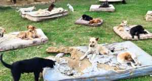 Los animalistas de Lorca rechazan «rotundamente» la creación de un albergue para mascotas que pedían desde C’s y desmienten a su lider Antonio Meca.. .