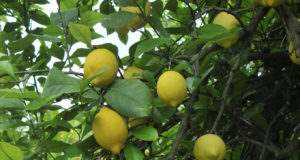 Agricultura realiza un ensayo con clones de limón Verna como alternativa a las producciones tradicionales del Guadalentín.