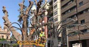 Reabren la Plaza de Santo Domingo tras concluir los trabajos de saneamiento del ficus que se derrumbó el viernes, garantizando la seguridad de los viandantes.