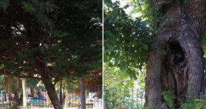 ¿SON SEGUROS NUESTROS ÁRBOLES? por Antonio de Cayetano