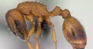 Científicos descubren una nueva especie de hormiga en Lorca.