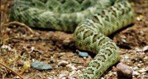 Un lorquino atendido en hospital por la mordedura de una serpiente.