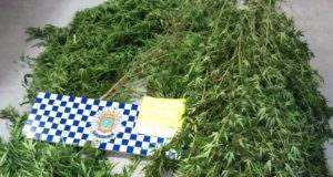 La Policía Local desmantela una plantación de marihuana en Avilés, interviene 83 plantas y detiene a su propietario