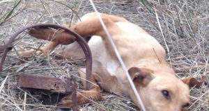 Un detenido en Almendricos por colocar cepos que presuntamente ocasionaron la muerte a un perro.