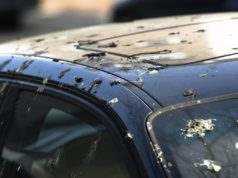 VECINOS DE CALLE FRANCO SE QUEJAN POR LAS MOLESTIAS QUE OCASIONAN LAS PALOMAS.