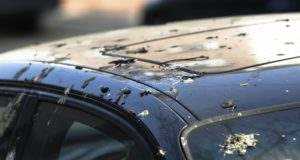 VECINOS DE CALLE FRANCO SE QUEJAN POR LAS MOLESTIAS QUE OCASIONAN LAS PALOMAS.