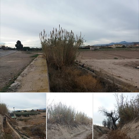 CESTOS DE CAÑA