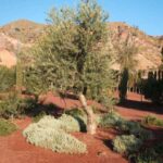 yacimiento argárico de los Cipreses